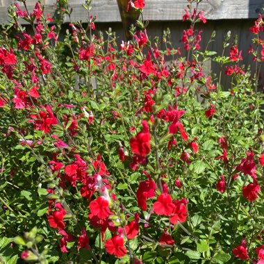 Janice's garden