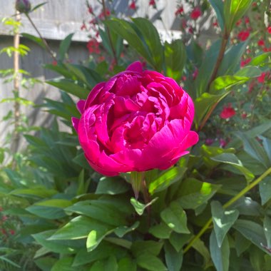 Janice's garden