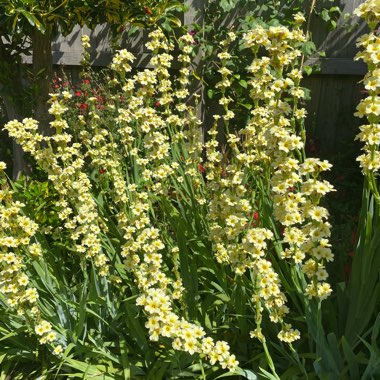 Janice's garden