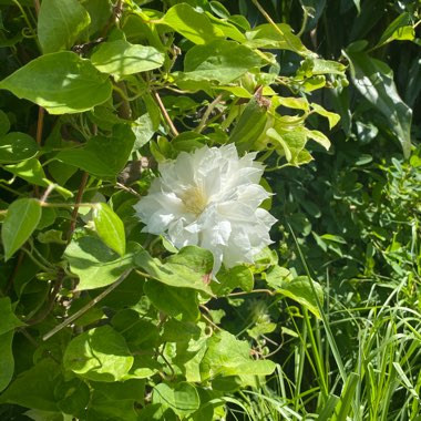 Janice's garden