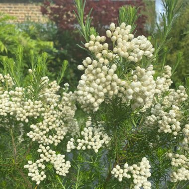 Janice's garden