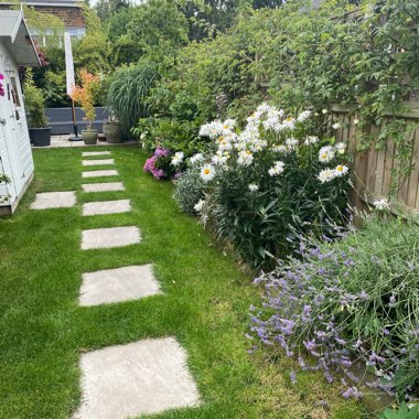 Janice's garden