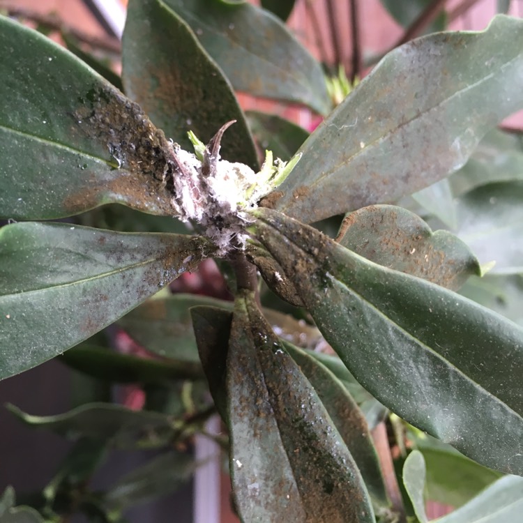 plant image 227351