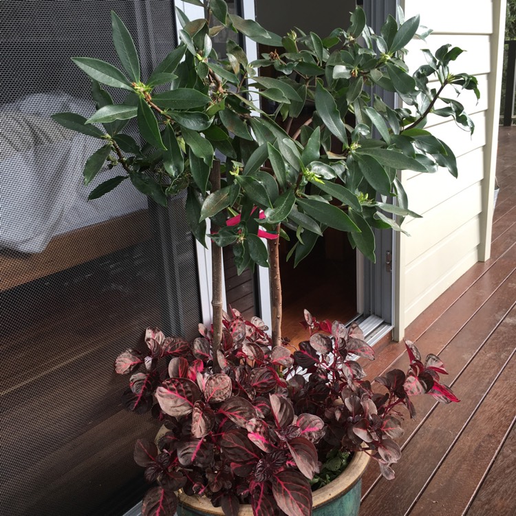 plant image 227355