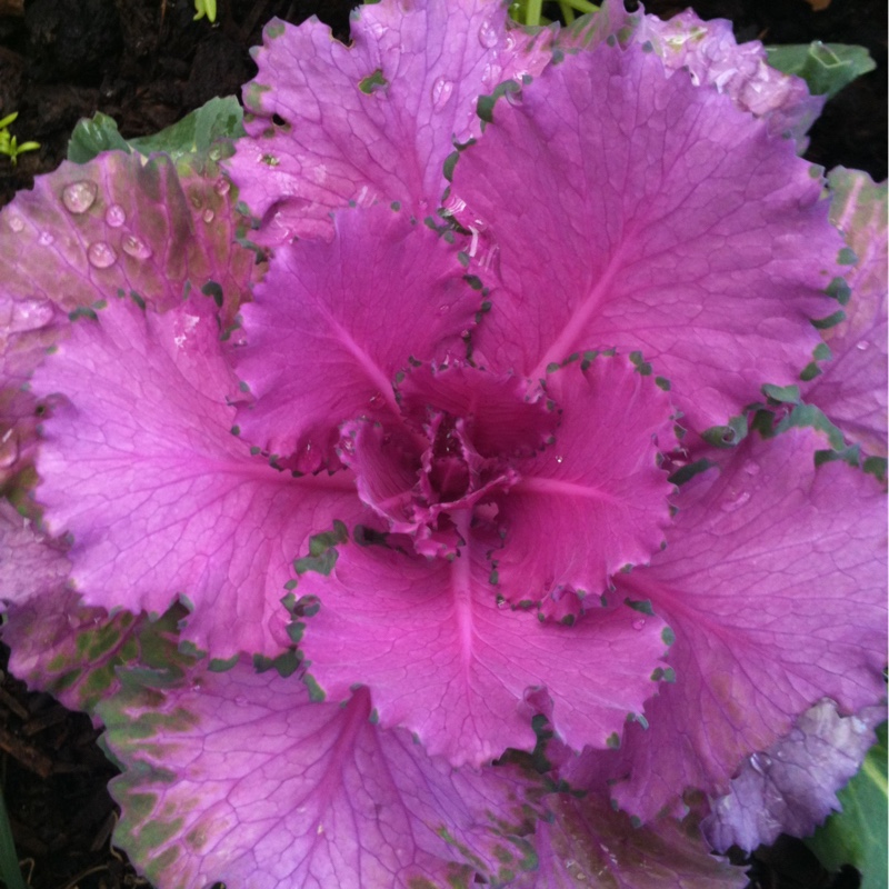 Plant image Brassica oleracea (Acephala Group)