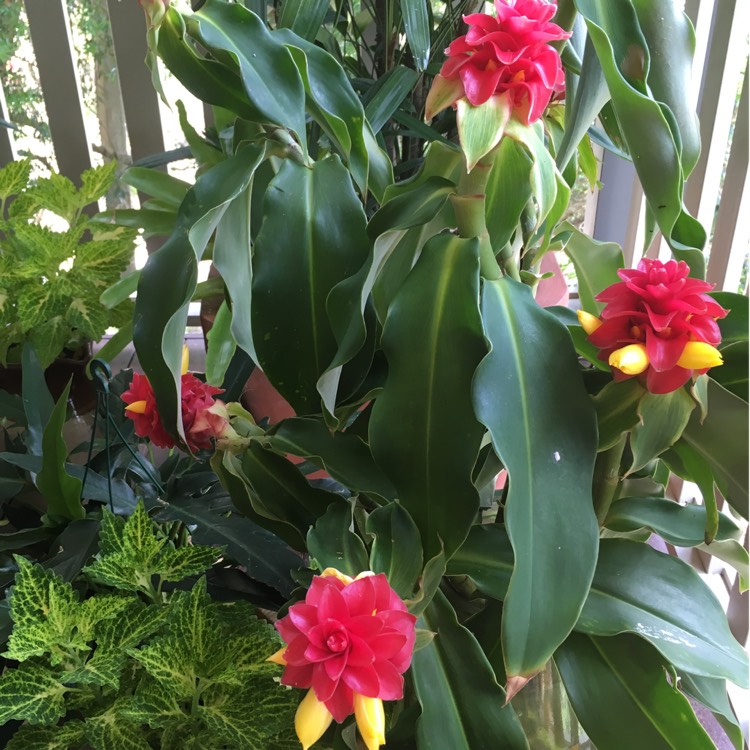 plant image 278638