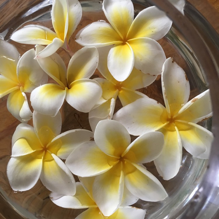 Plant image Plumeria