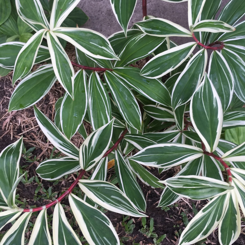 plant image 33789