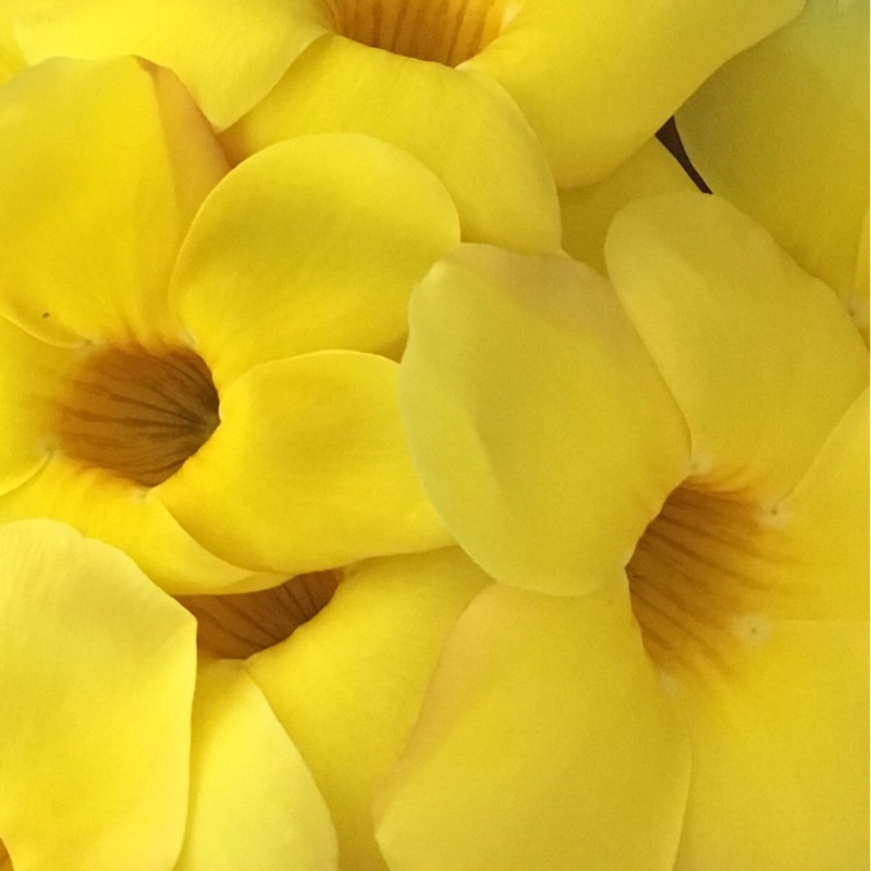 Plant image Allamanda blanchetii