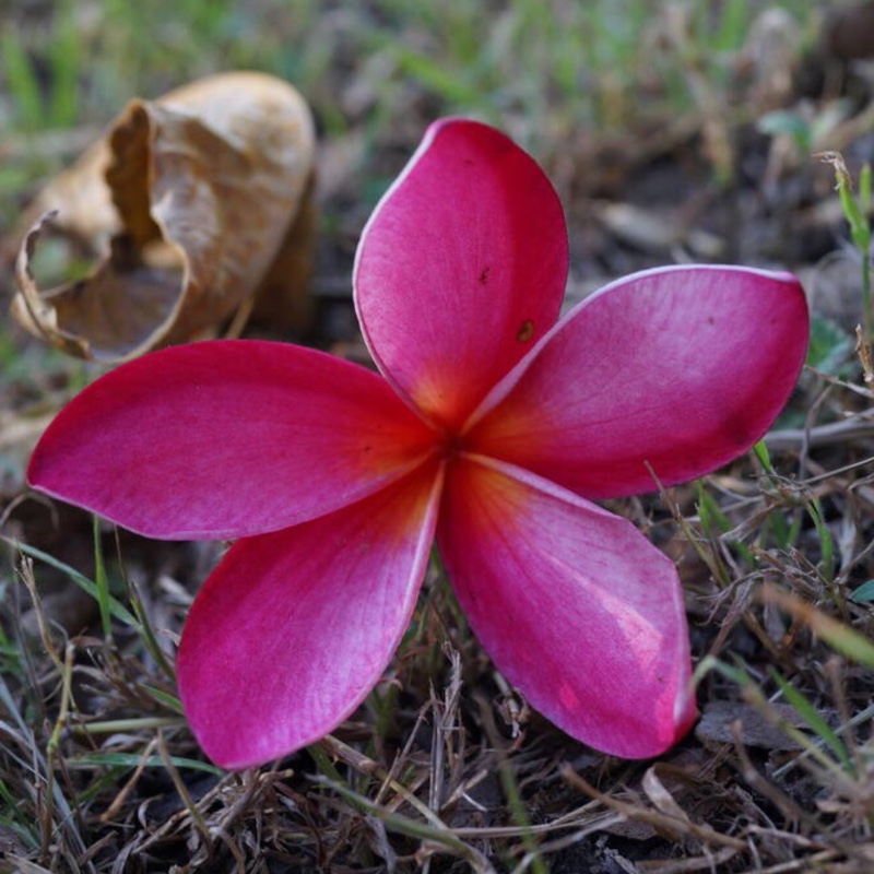Plant image Plumeria 'Black Red'