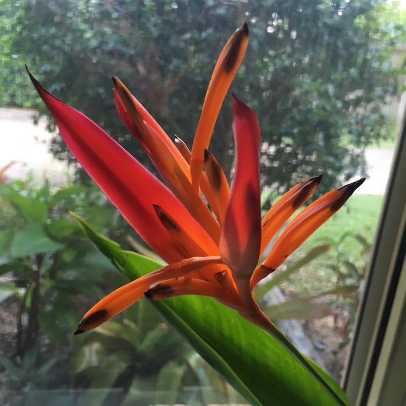 Plant image Heliconia bourgaeana 'Petersen'