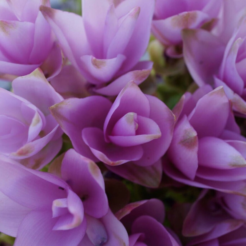 plant image 41938