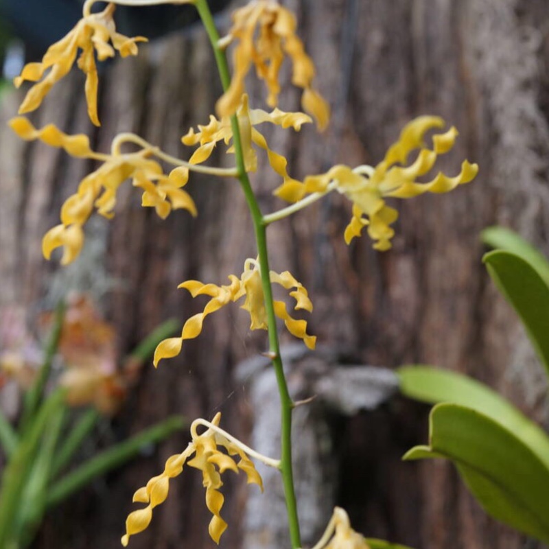 Plant image Phalaenopsis 'Fusheng's Mystical Dream'