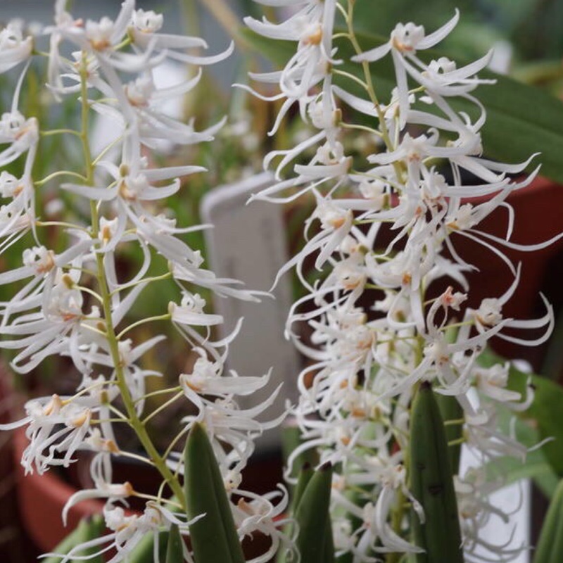 Plant image Ludisia discolor