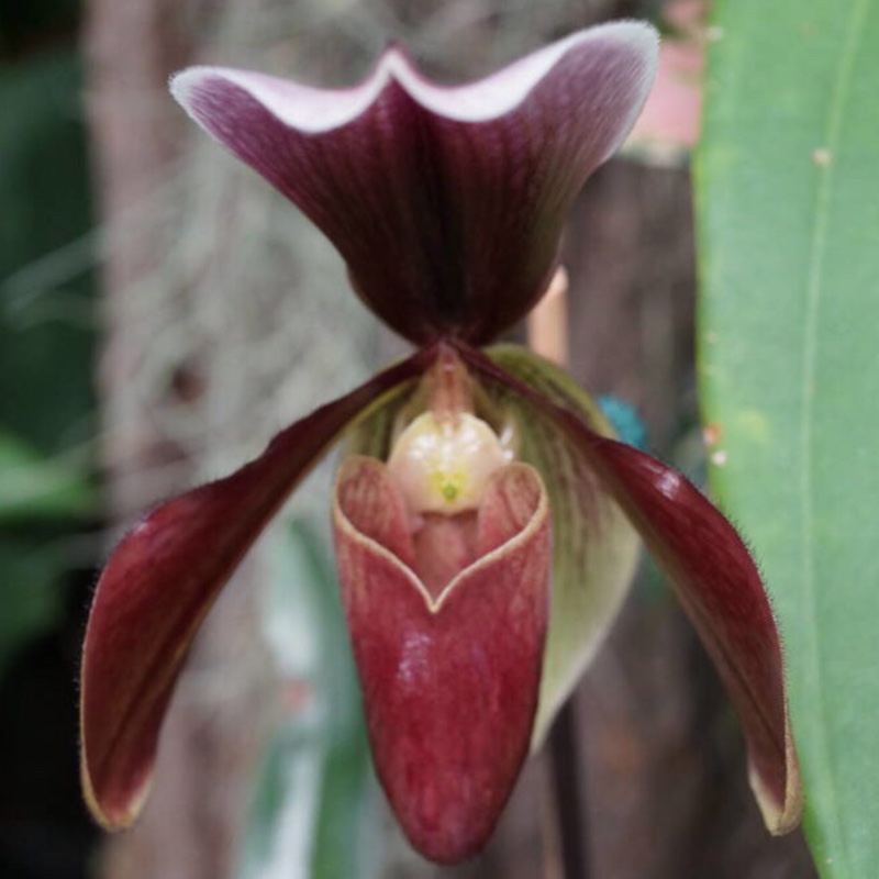 plant image 45566
