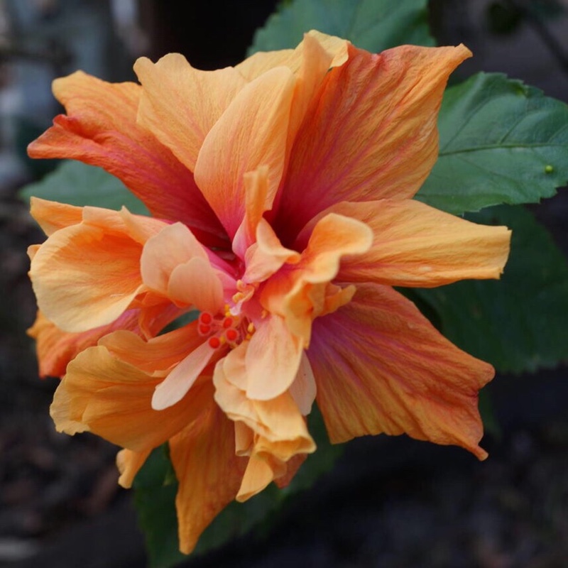Plant image Hibiscus syriacus 'Purple Pillar'