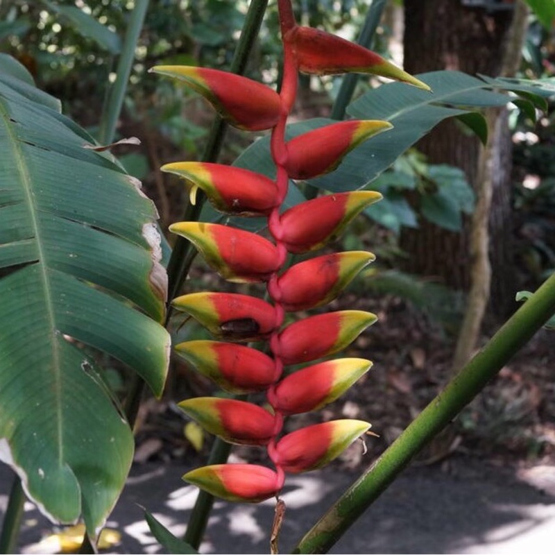 Plant image Heliconia