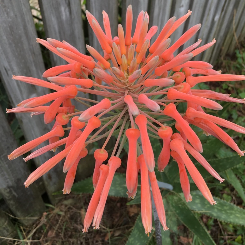 Plant image Aloe