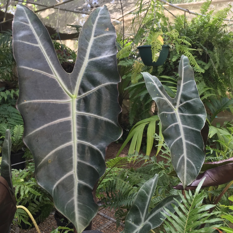 Plant image Colocasia esculenta 'Black Magic'