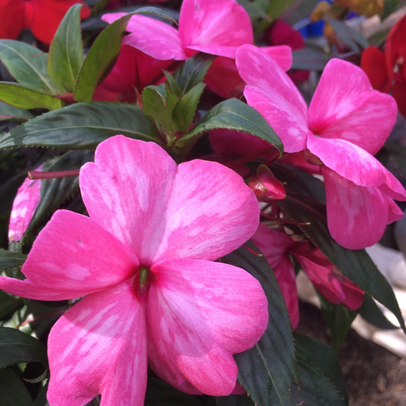 Impatiens hawkerii