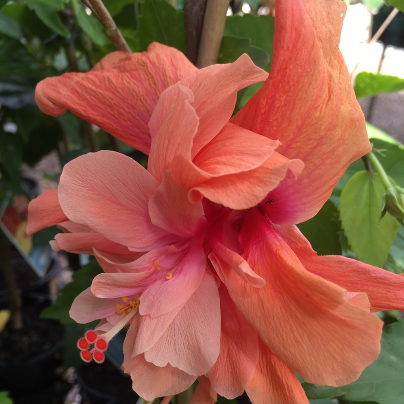 Plant image Hibiscus rosa-sinensis 'Painted Lady'