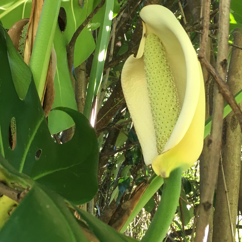 plant image 62596