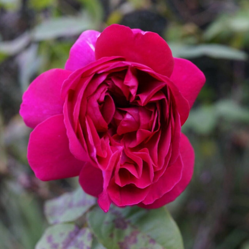 plant image 64644