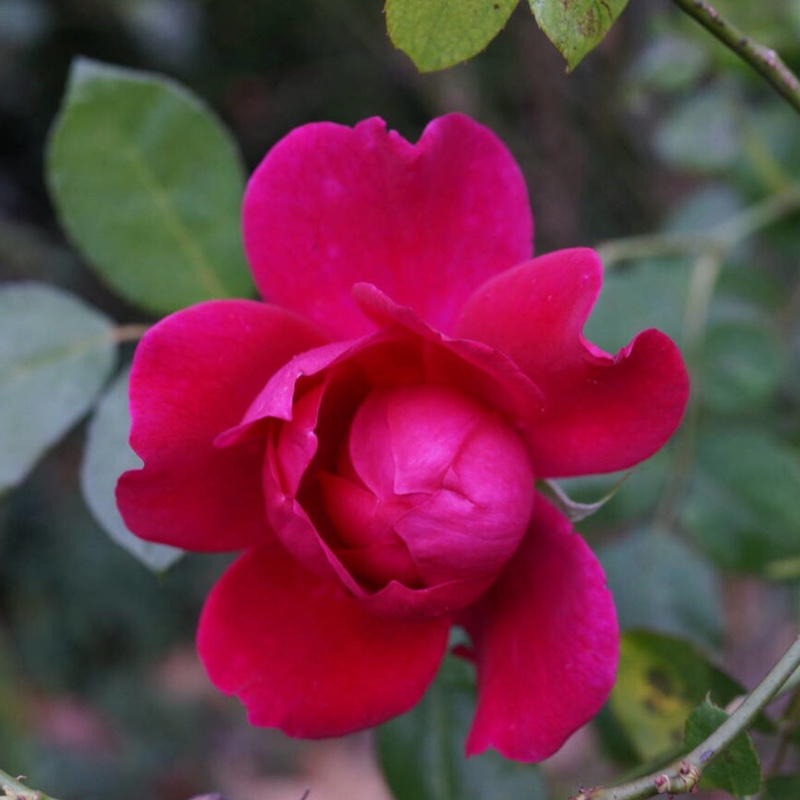 Plant image Rosa 'Black Boy'