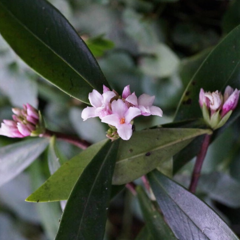 Plant image Daphne odora