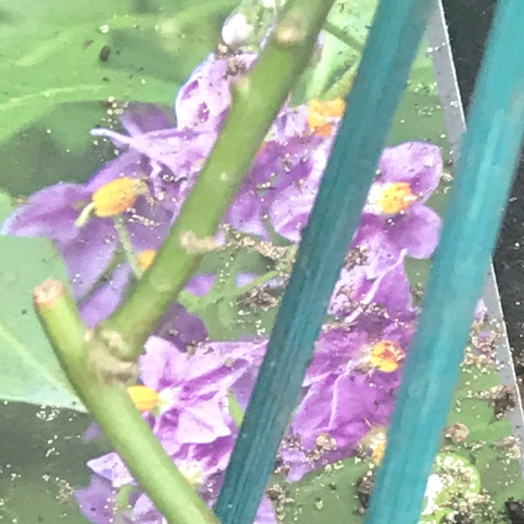 plant image 832074