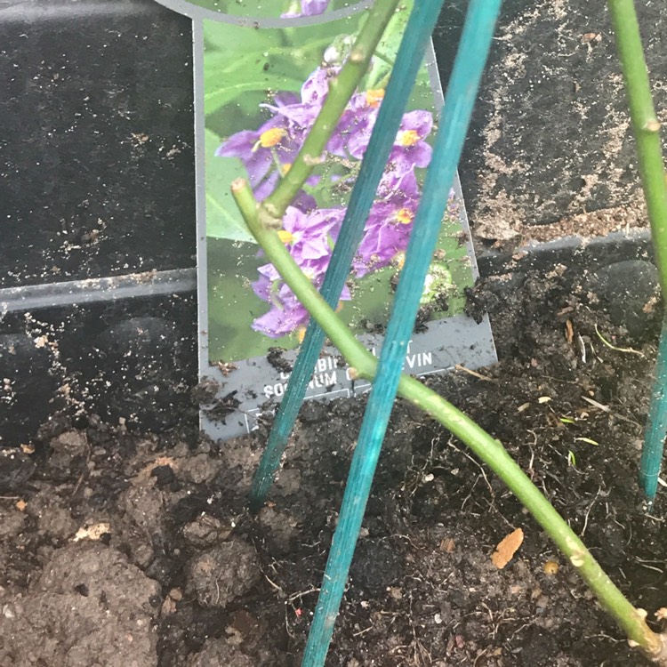 plant image 832075