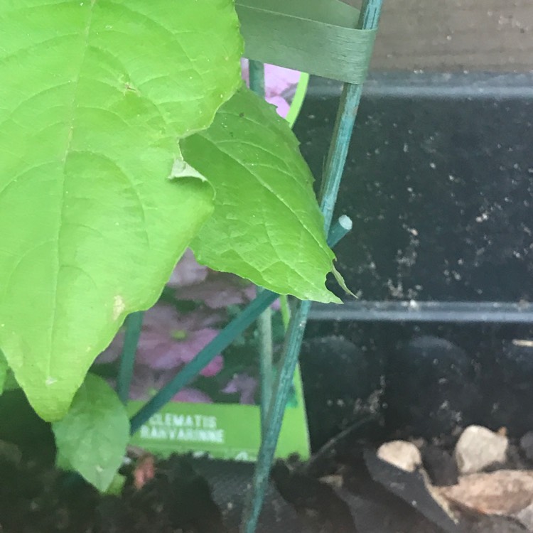 plant image 832076