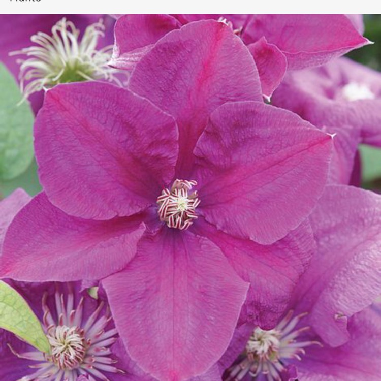 plant image 832144
