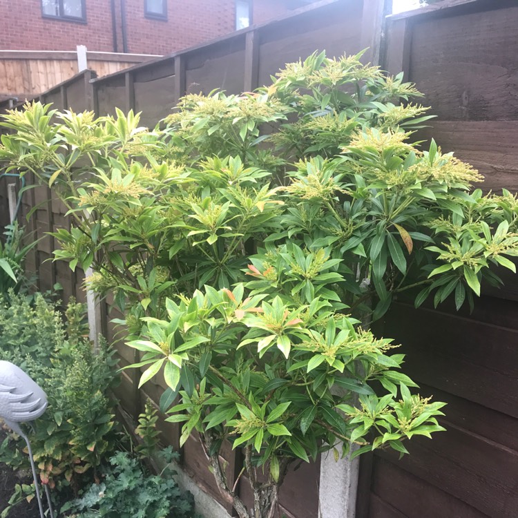 Plant image Pieris japonica 'Carnaval'