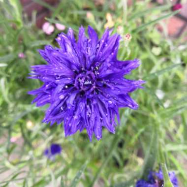 Janet's garden