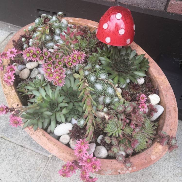plant image 1359720