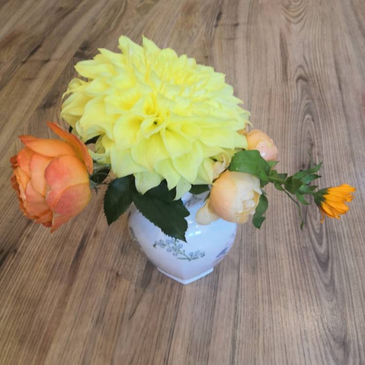plant image 1413228