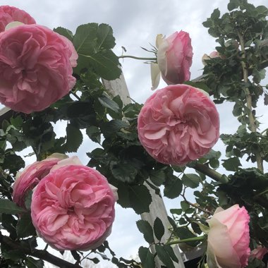 Rosa