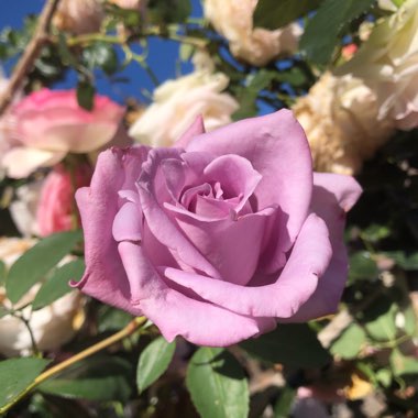 Rose