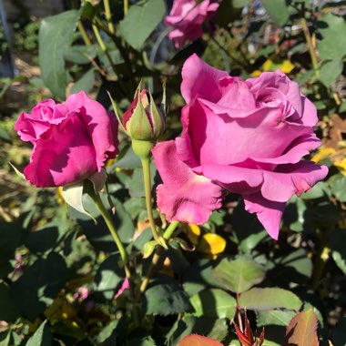 Rose