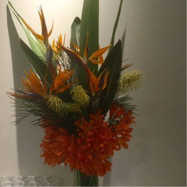 Strelitzia reginae