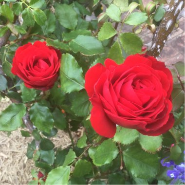 Rosa
