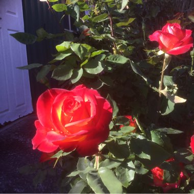 Rosa