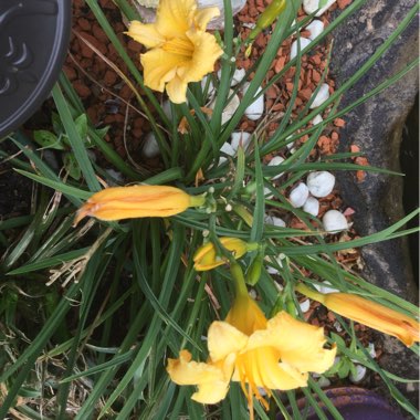 Hemerocallis 'Stella Bella'