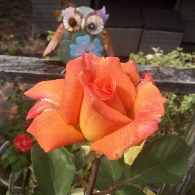 Rosa