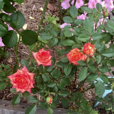 Rosa