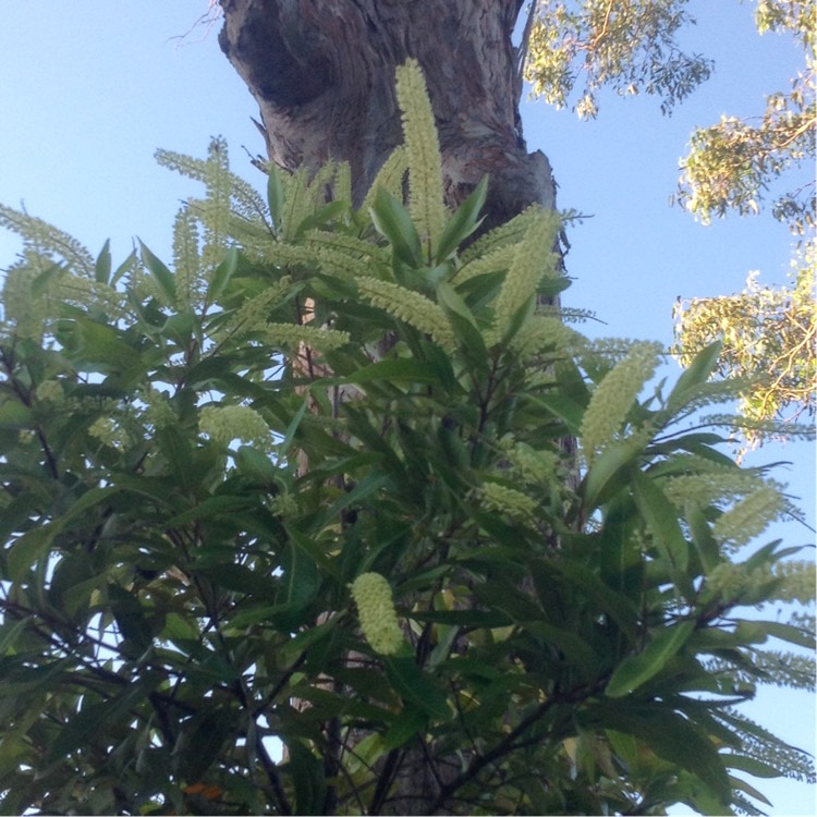 Plant image Buckinghamia