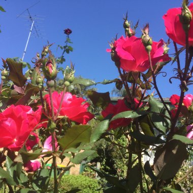 Rosa