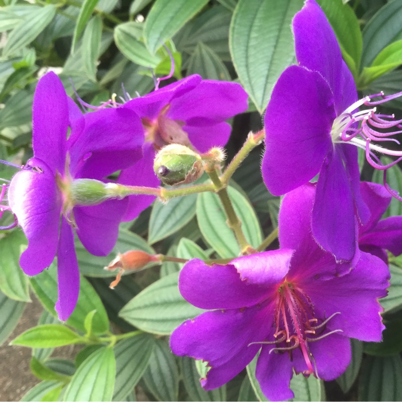 Plant image Tibouchina 'Jules'