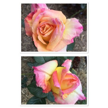 Rosa